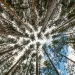 Tree canopy 