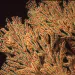 Foto: NOAA