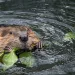 Beavers