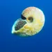 Nautilus