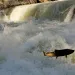 Threatened Snake River spring-summer chinook trying to make its way upstream. They once numbered in the millions; today an average annual return of wild spring-summer chinook in the Snake River Basin is 10-20K.