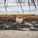 White chicken walking on a beach in Belize past piles of smelly sargassum seaweed. 