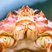 Head of a snow crab. Photo by Gfed|iStock