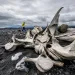 Whale bones are scattered on a beach, where a figure walks in the background