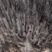 Aerial view of a dead trees standing in a burned forest