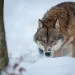Image of a wolf crouching intently in the snow behind a tree. 