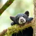 baby bear