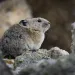 An American pika among a rocky landscape