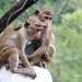 Monkeys