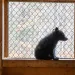 A bear cub sits in a screened enclosure at Kilham Bear Center in Lyme, New Hampshire