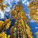 Aspen forest in autumn with fall colors of gold, yellow, blue, white, yellow in San Juan National Forest outside of Ouray and Sliverton on the Million Dollar Highway.