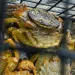 An invasive European green crab sits in a Lummi trap surrounded by native hairy helmet crab.