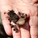 An orchid root and soil in a researcher's outstretched hand