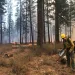 Fire managers and Firefighters on the 340-acre Harris Prescribed understory Fire on October 12, 2018 northeast of McCloud in the Shasta-Trinity National Forest (USFS photo by Liz Younger, Forest Fire Planner)
