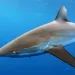 Silky shark, aka Carcharhinus falciformes. Photo courtesy of Fabien Forget. 