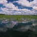 Wild rice is an annual aquatic grass that produces a seed that is delicious and nutritious for wildlife and humans. 