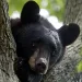 A black bear sits in a tree behind a home in Hamilton Township, N.J.