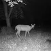 Night-time flash photo of startled-looking deer and raccoon. 