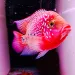 Stunning pink and red chiclid fish floating against a black and pink background. 