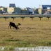 A caribou grazes near oil transit lines running across the tundra on Alaska's North Slope.