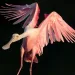 A pink roseate spoonbill is descending from the air against a black background.