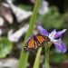 monarch butterfly on flower