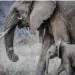 Elephant with baby