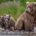 Brown bear mother with two cubs along the banks of a stream