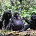 bonobos