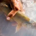 Humpback chub