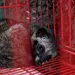 A frightened palm civet curls up in a cage