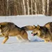 Gray wolves running in snow.