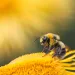 honeybee on a flower