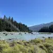A stream and forest in Alaska