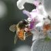 Image of a European honeybee in front of a pink and white flower