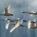 Tundra swans in formation. Photo by gjohnstonphoto | iStock. 