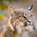 Bobcat from Kiawah