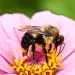 Common Eastern Bumble Bee ( Bombus impatiens ), Inniswoods Metro Garden, Westerville, Ohio. Photo by Kelly Taylor/Alamy Stock Photo