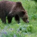 A grizzly bear nibbles on summer foliage behind a patch of flowers near Beaver Lake in Yellowstone National Park