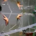 Sea stars in a simulated marine heatwave experiment. Photo by Sarah Rühmkorff.