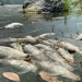 Dead fish