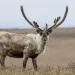 Caribou in Alaska