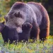 An adult grizzly bear nuzzling two cubs