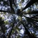 View of the canopy of the Tongass National Forest