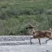 Arctic National Wildlife Refuge