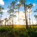 Tall narrow trees in wetlands around Palm Beach County, Florida. Photo by Lisa5201| iStock.
