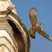 Peregrine falcons on St. Paul’s Church, Deptford, London. Photo by Marshall Bruce | iStock