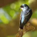 songbird