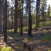 Zombie forests