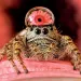 Close-up of a furry spider against a red background. A drop of water on its head shows the reflection of a pink flower and looks like a hat.